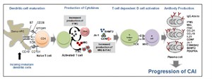 Integrative Approaches To Understanding Chronic Allograft Injury